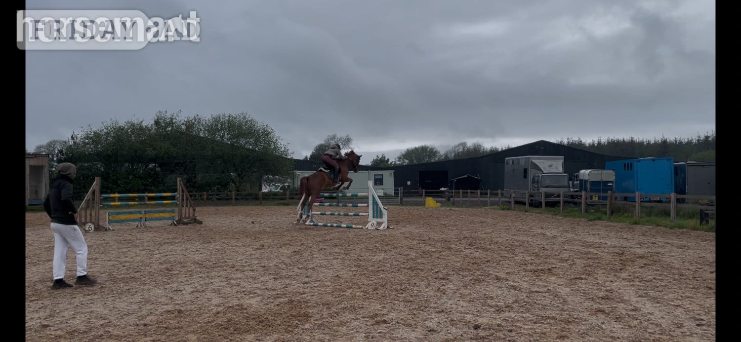 "GLS Prince Bishop" Chestnut Gelding Eventer