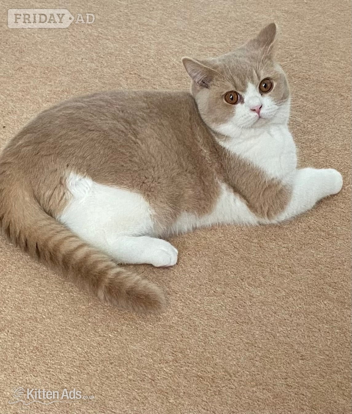 British Shorthaired Kittens available  in Tamworth
