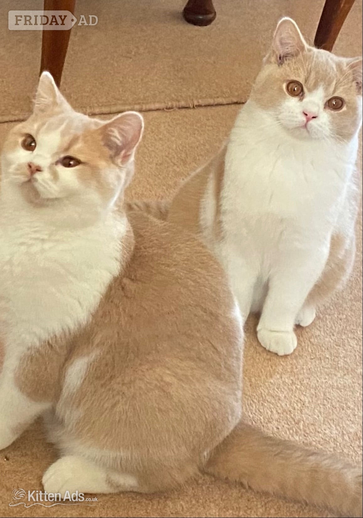 British Shorthaired Kittens available 