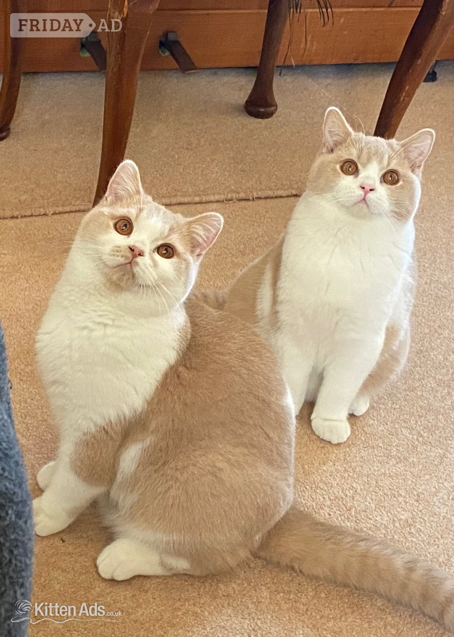 Tamworth British Shorthaired Kittens available 