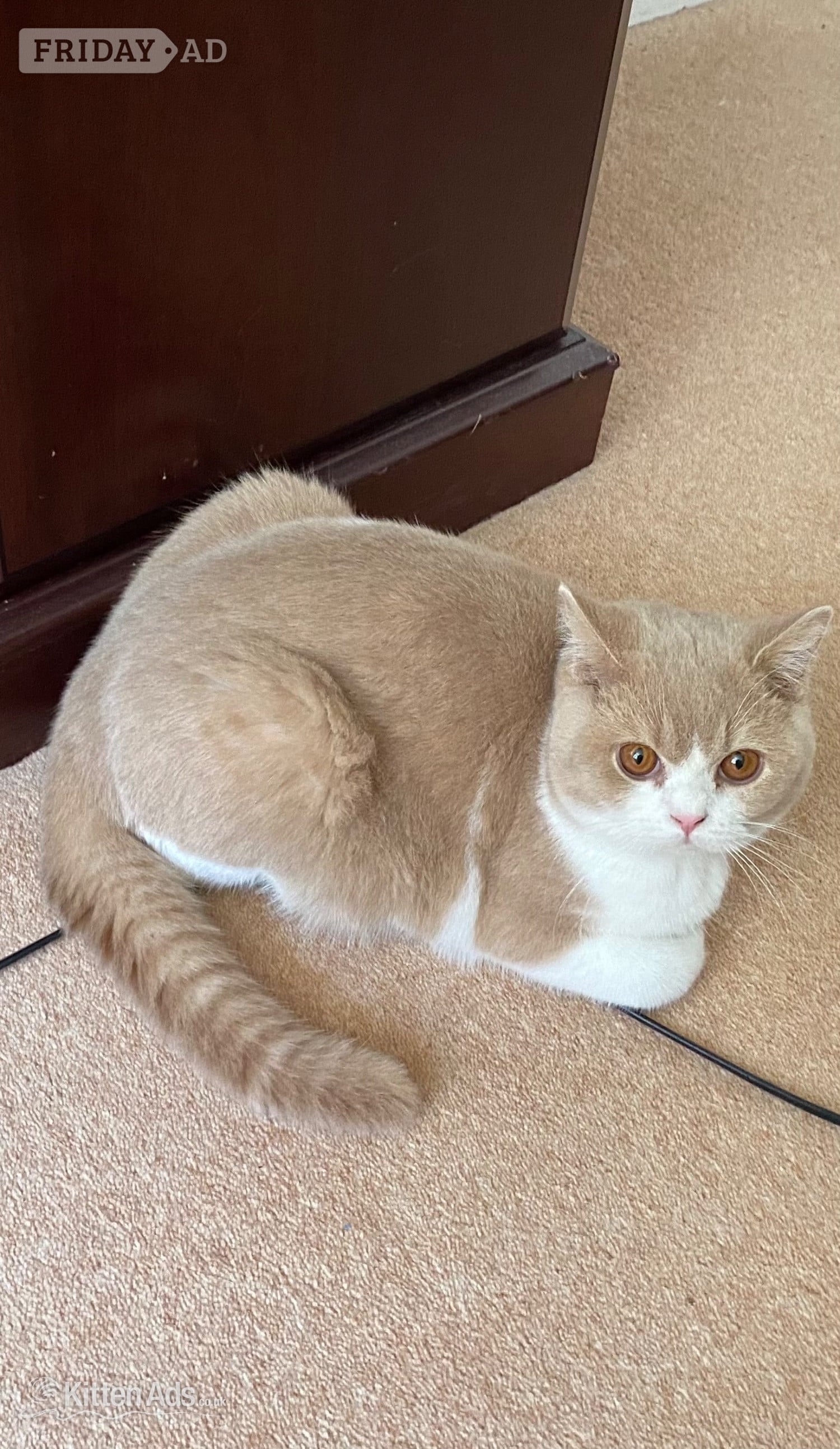 British Shorthaired Kittens available  - Cats & Kittens in Tamworth