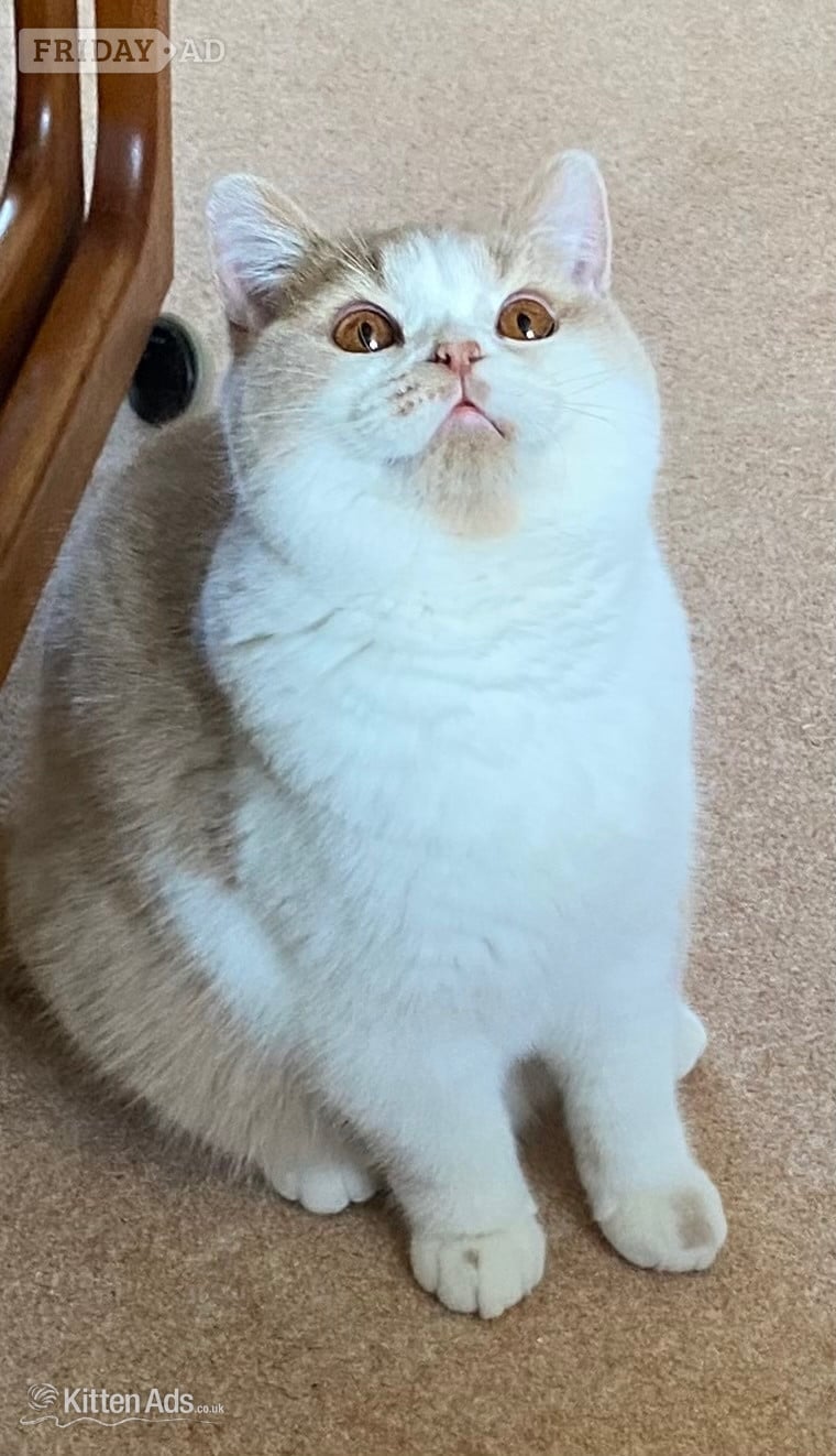 British Shorthaired Kittens available  - Cats & Kittens