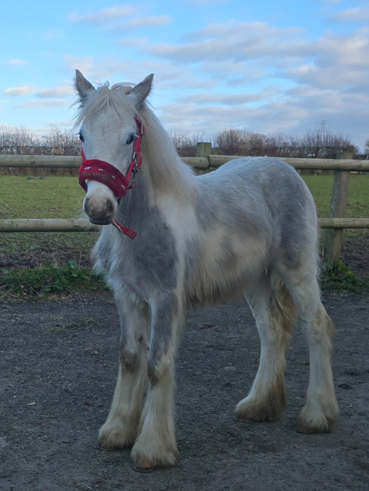 Flint "Blue Willow" Blue &amp; White Filly Youngstock / Foal