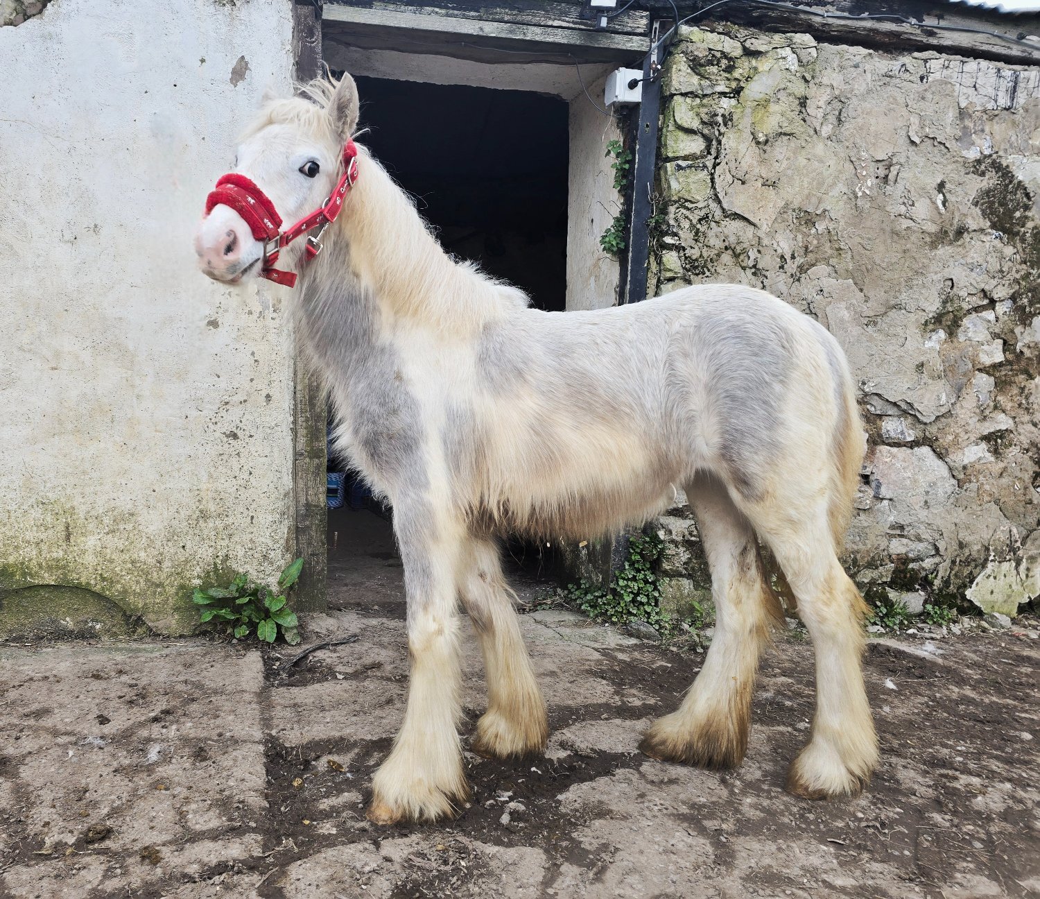 "Blue Willow" Blue &amp; White Filly Youngstock / Foal - Horses in Flint