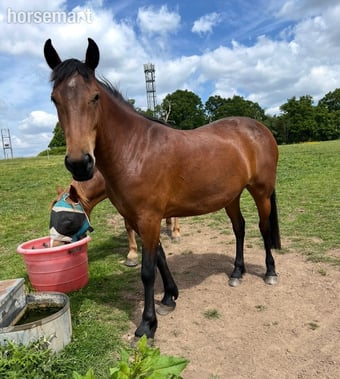 "Brookshill Aurelia " Bay Filly Pony Club Pony