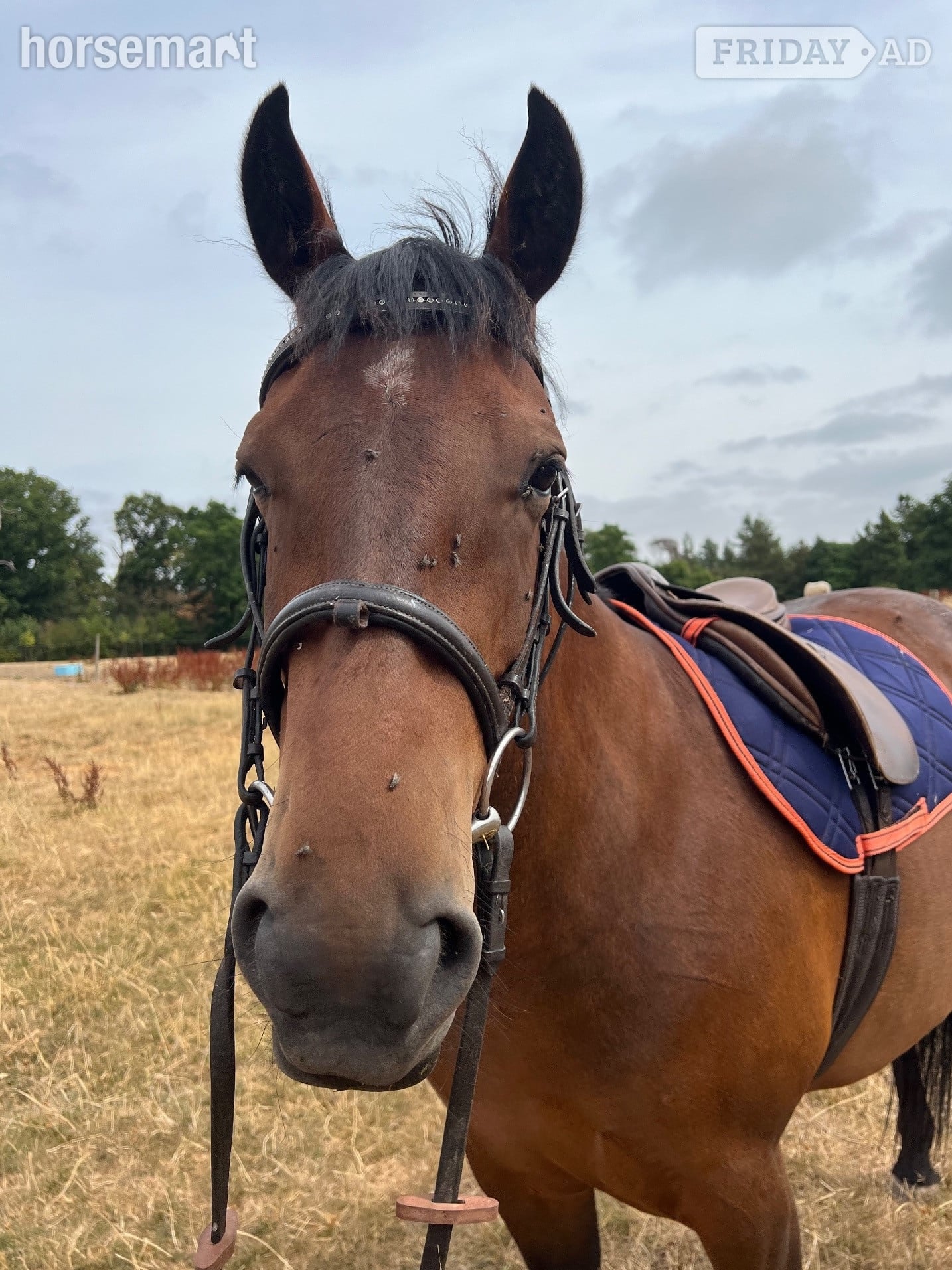 "Brookshill Aurelia " Bay Filly Pony Club Pony