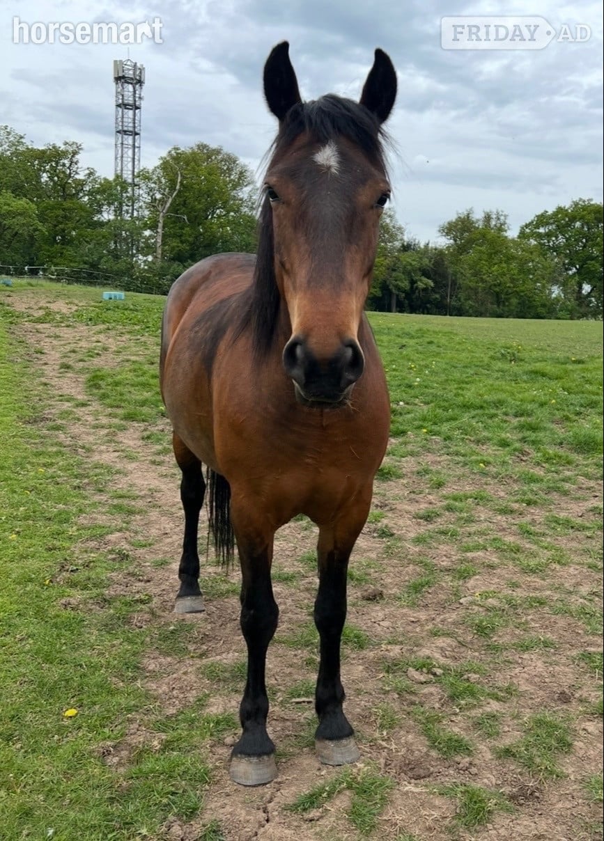 Worcester "Brookshill Aurelia " Bay Filly Pony Club Pony