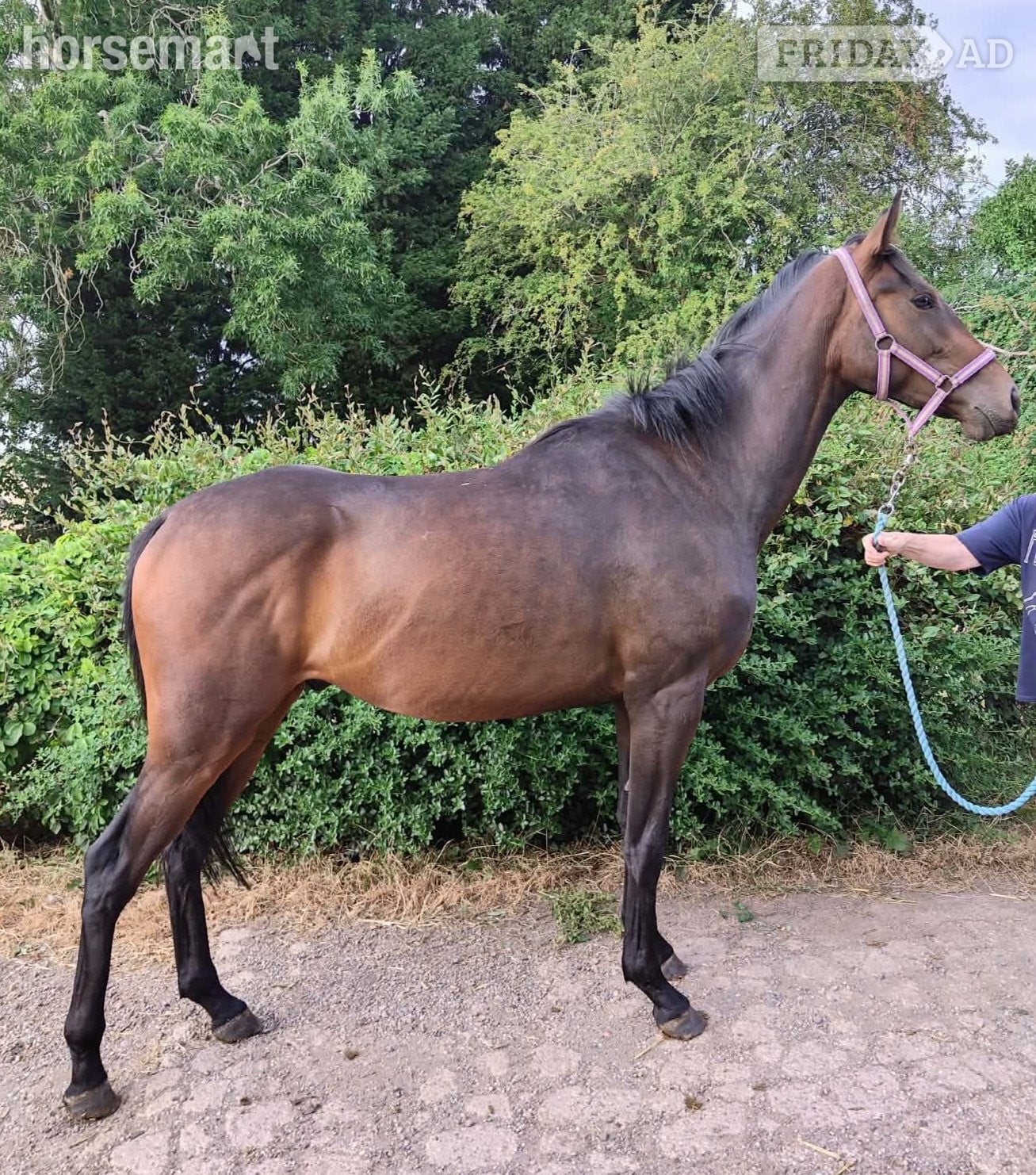 "Captain Jake " Bay Gelding All Rounder in Nuneaton
