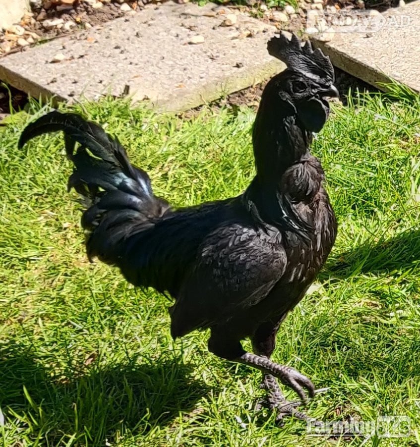 Ayam Cemani for sale in London. in London