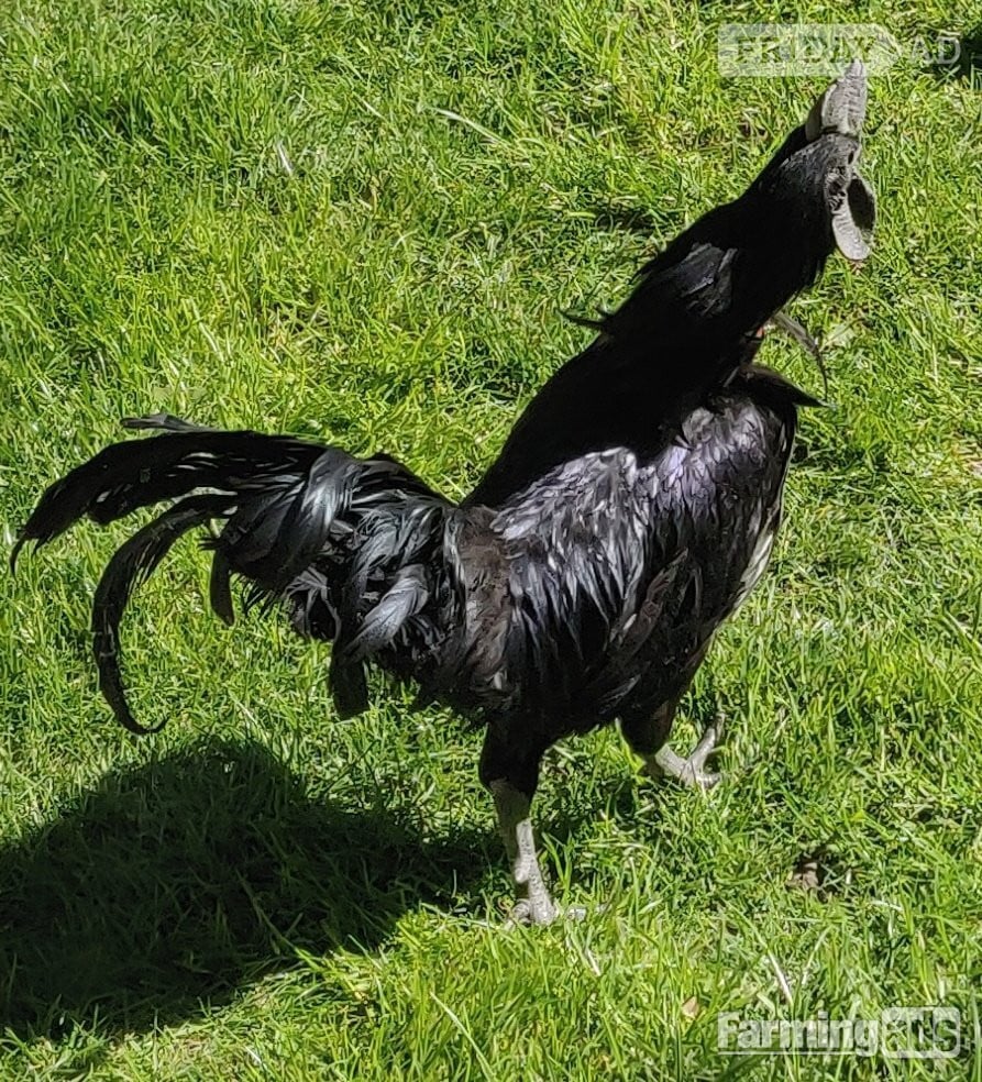 Ayam Cemani for sale in London.