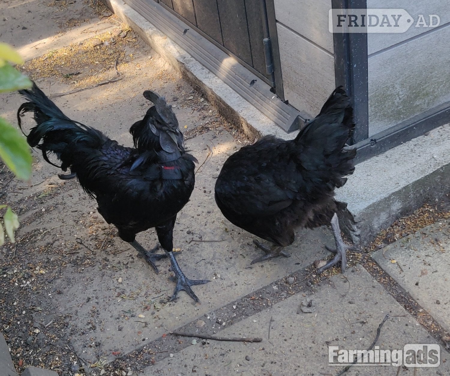 London Ayam Cemani for sale in London.