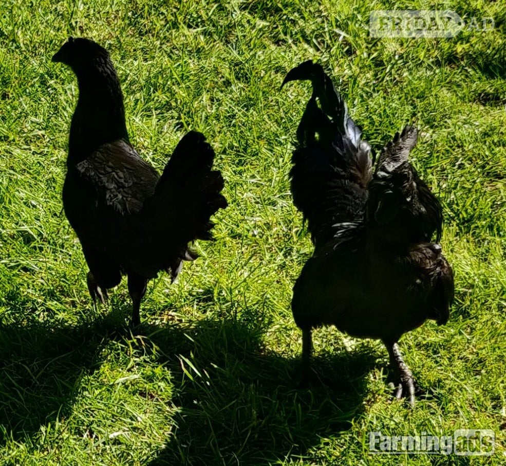 Ayam Cemani for sale in London. - Poultry in London
