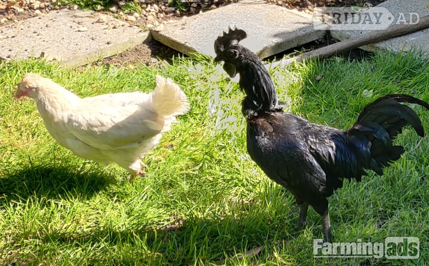 Ayam Cemani for sale in London. - Poultry