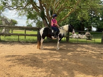 "Wilkismoor Serenity (Senna)" Piebald Mare Cob/Heavy Horse
