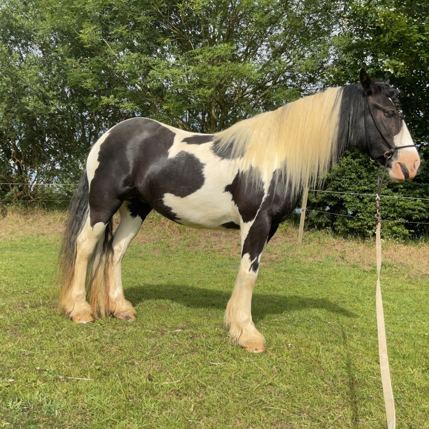 Loddon "Wilkismoor Serenity (Senna)" Piebald Mare Cob/Heavy Horse