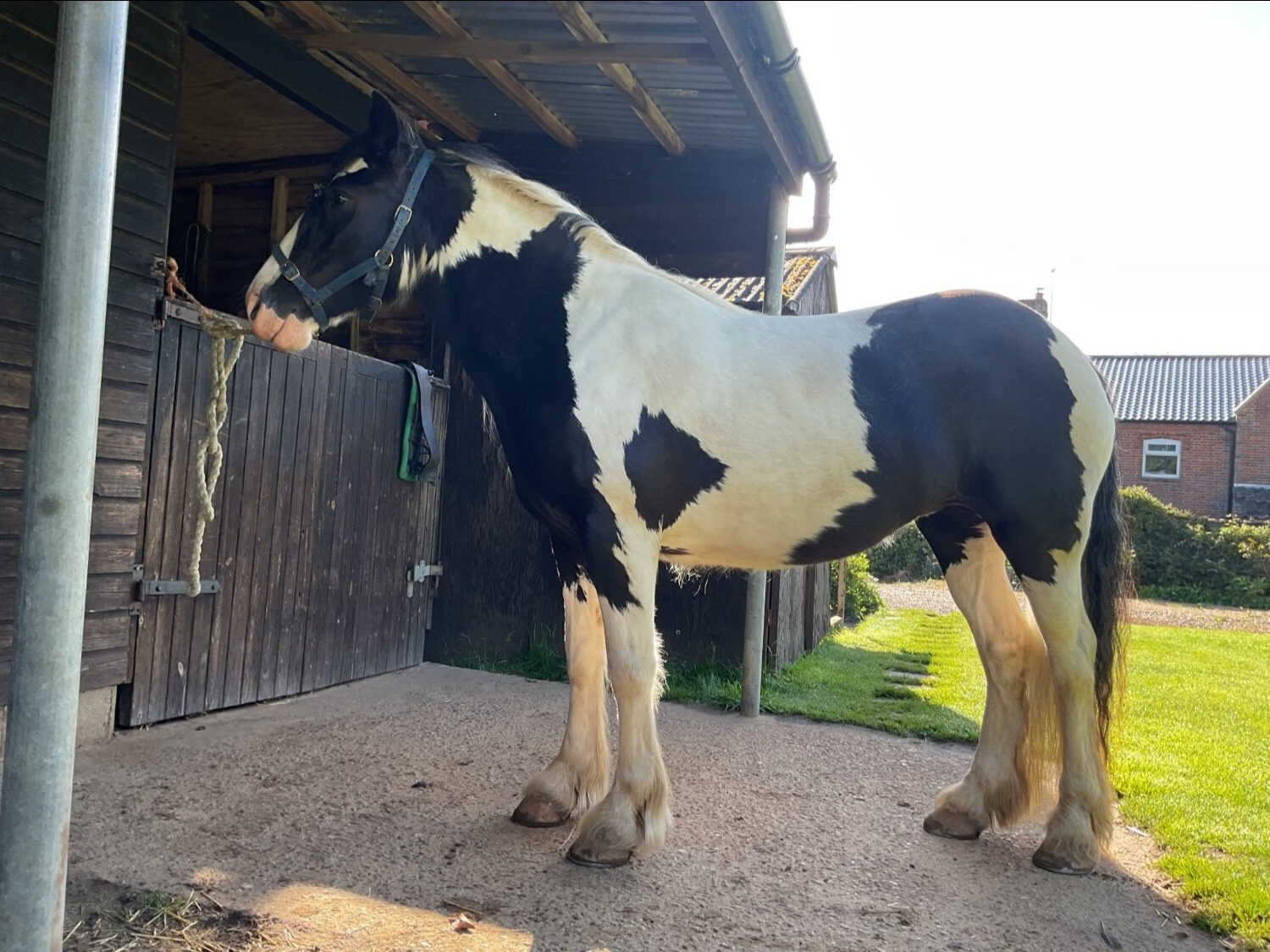 "Wilkismoor Serenity (Senna)" Piebald Mare Cob/Heavy Horse - Horses in Loddon
