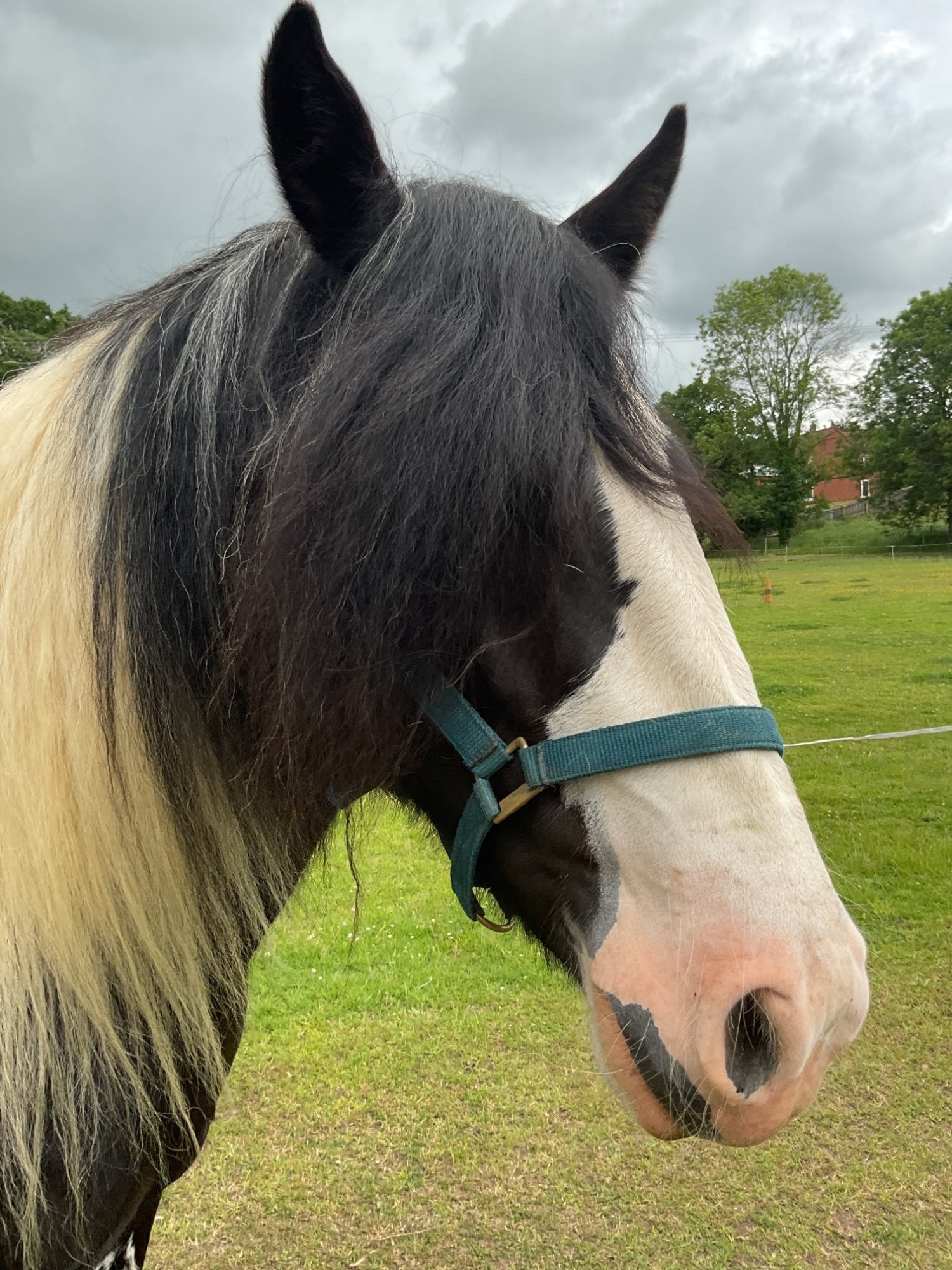"Wilkismoor Serenity (Senna)" Piebald Mare Cob/Heavy Horse - Horses