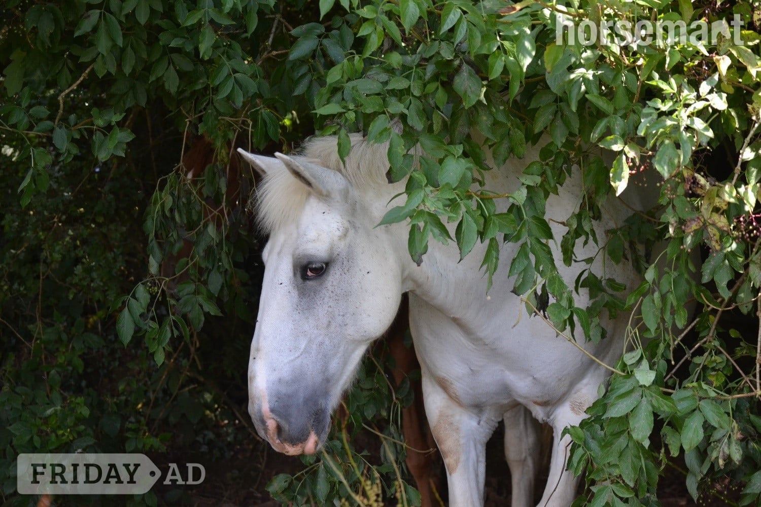 "Perry" Grey Mare All Rounder in Truro