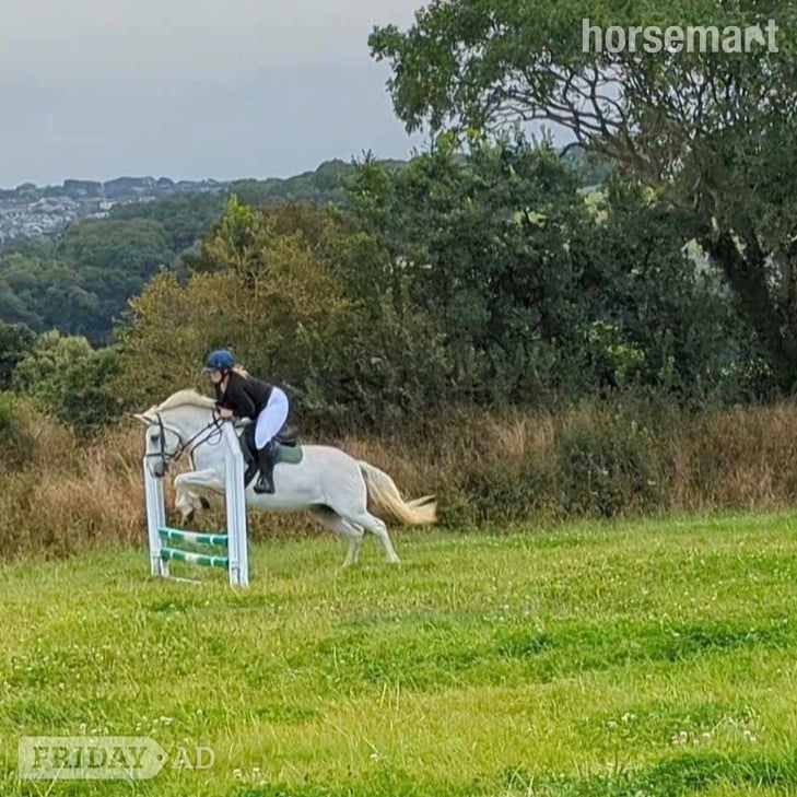 "Perry" Grey Mare All Rounder - Horses in Truro