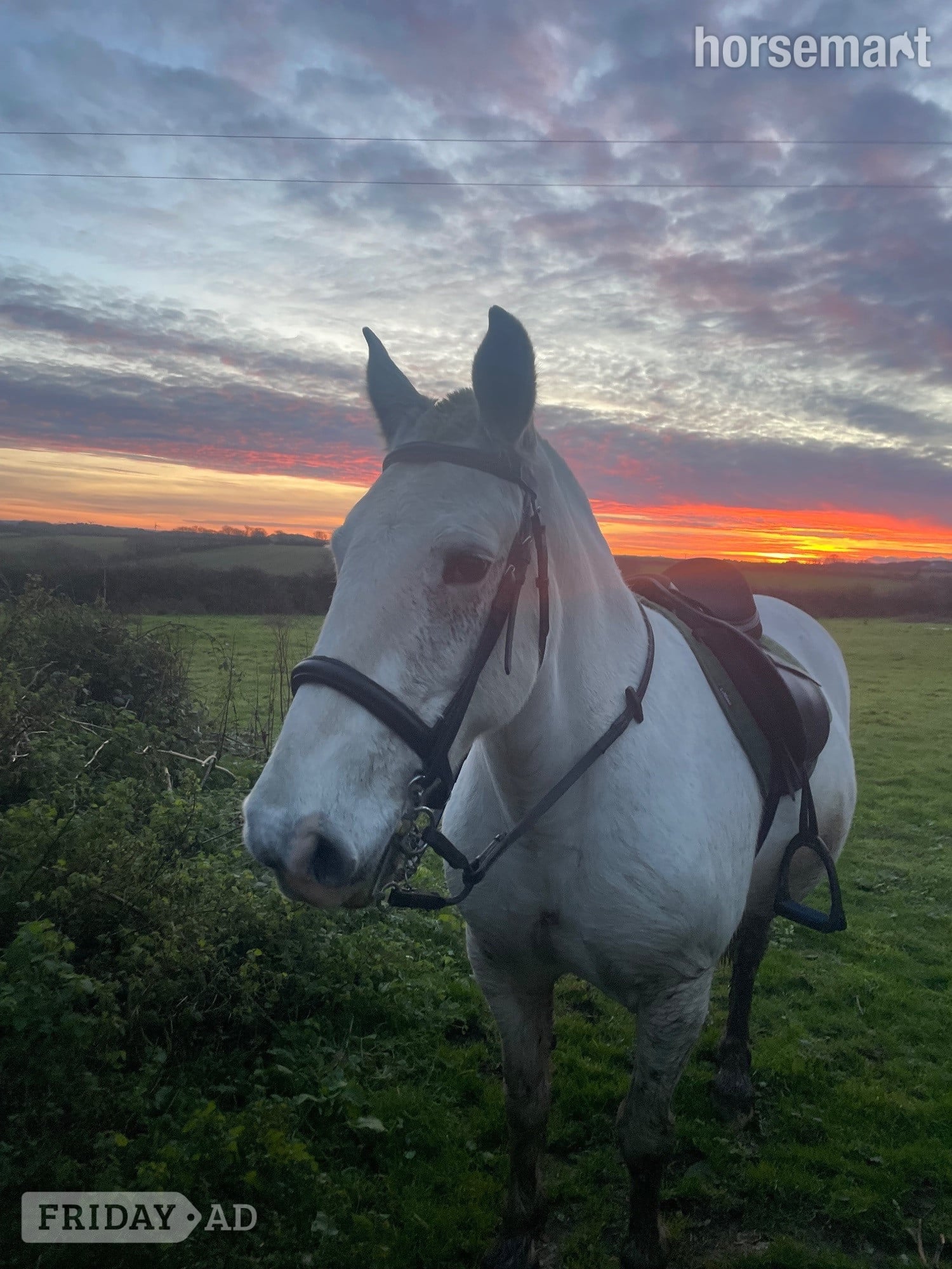 Truro "Perry" Grey Mare All Rounder