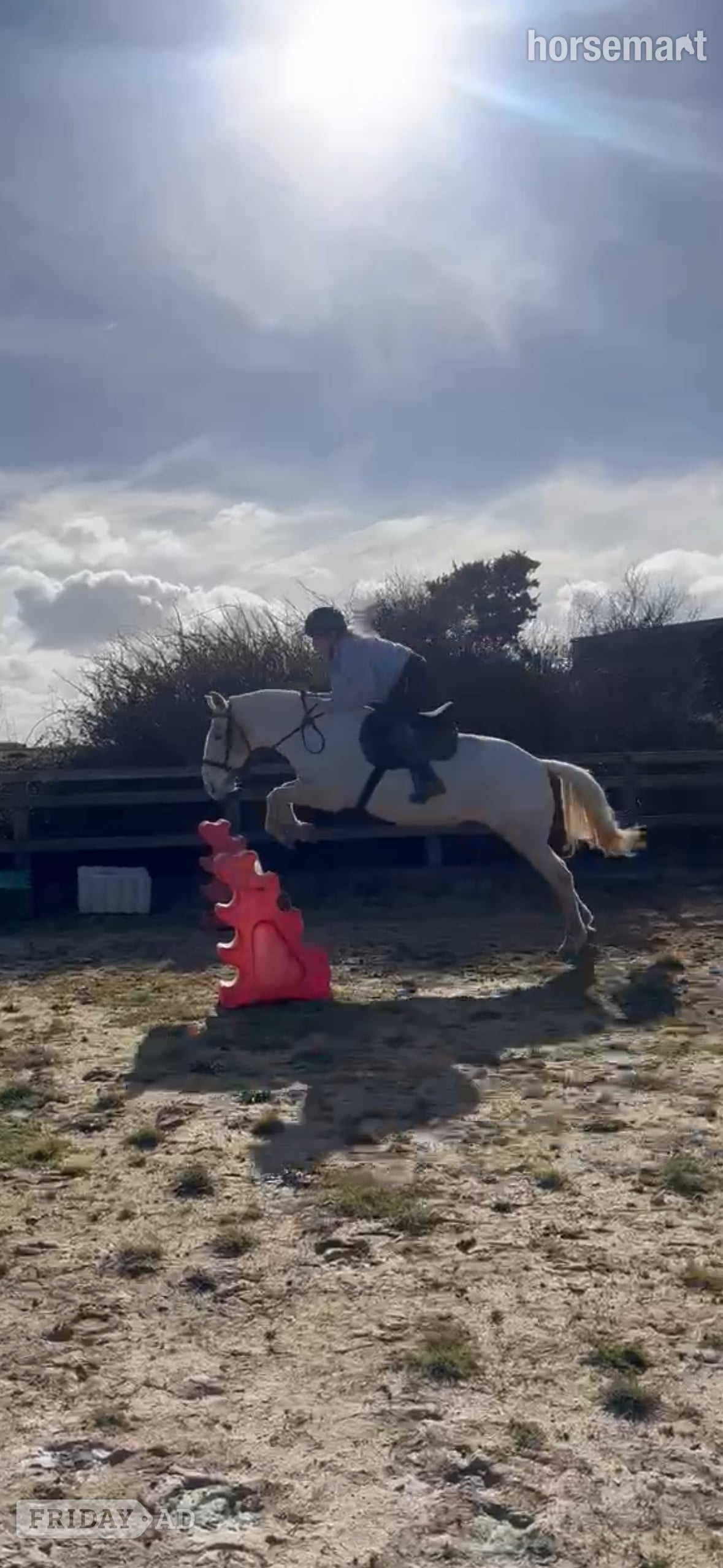 "Perry" Grey Mare All Rounder - Horses