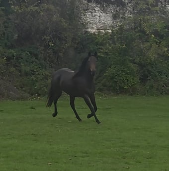 15.3 Thoroughbred help to back