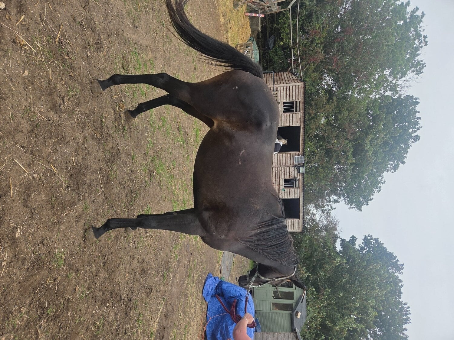 15.3 Thoroughbred help to back