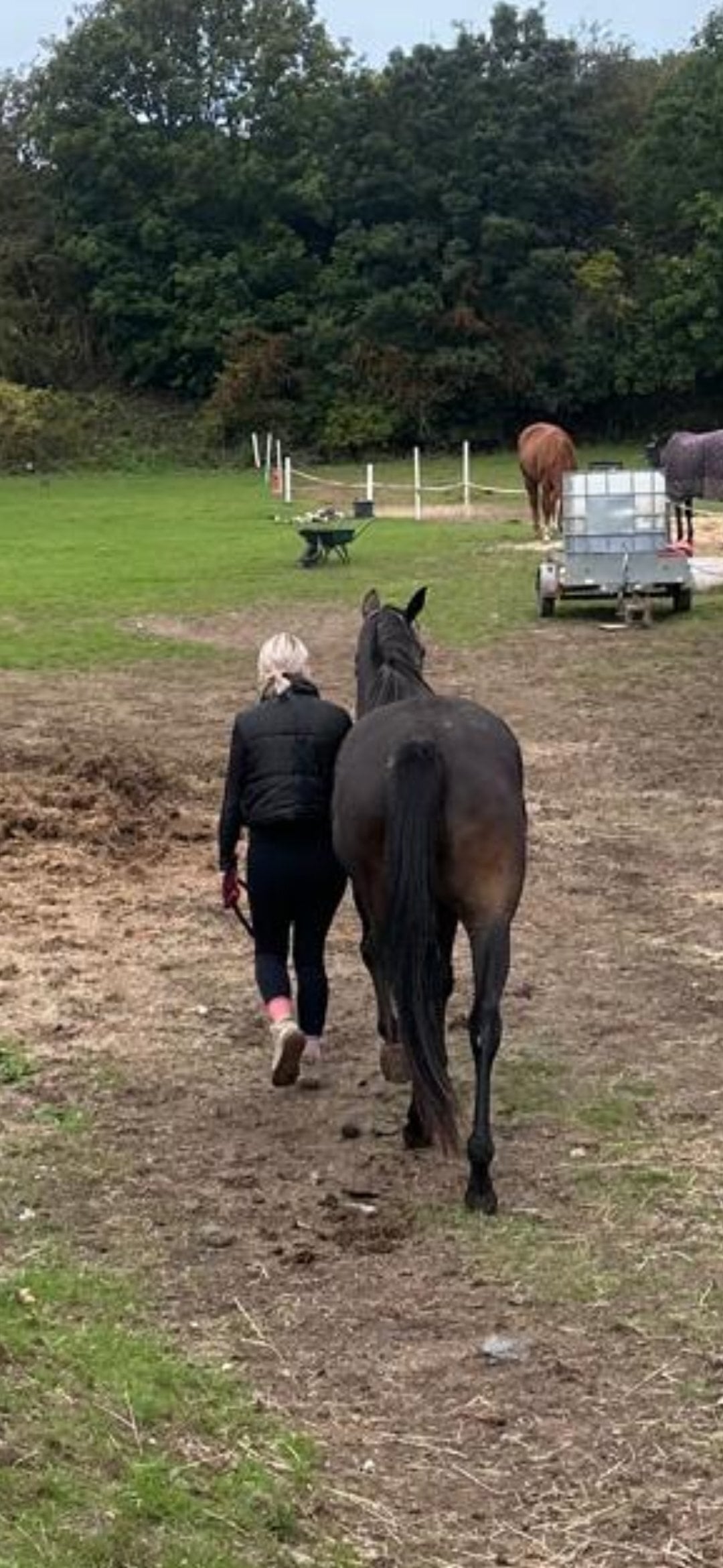 Wakefield 15.3 Thoroughbred help to back