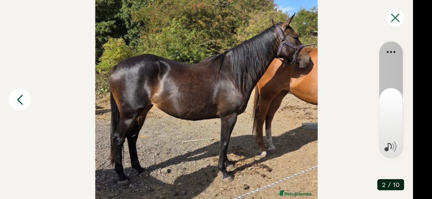 15.3 Thoroughbred help to back - Horses in Wakefield
