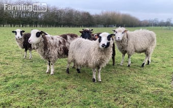 Shetland sheep wethers (castrated rams) for sale 
