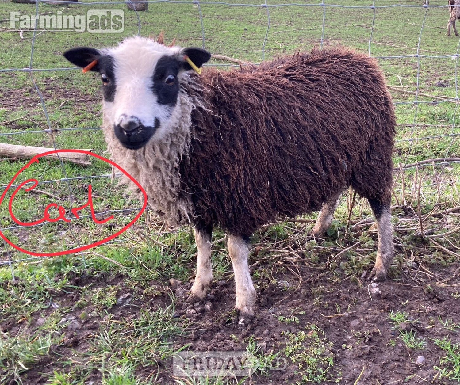 Shetland sheep wethers (castrated rams) for sale 