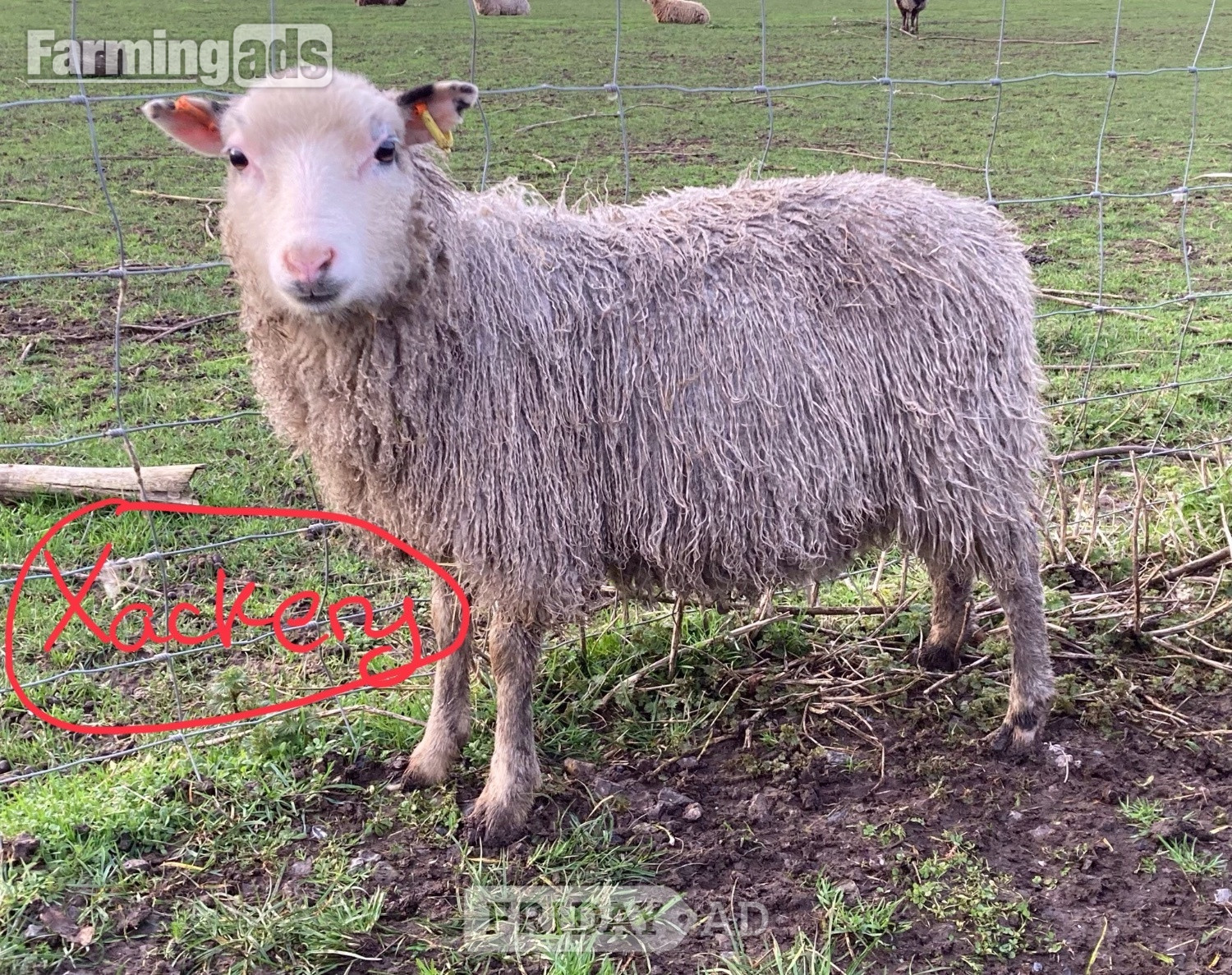 Leighton Buzzard Shetland sheep wethers (castrated rams) for sale 