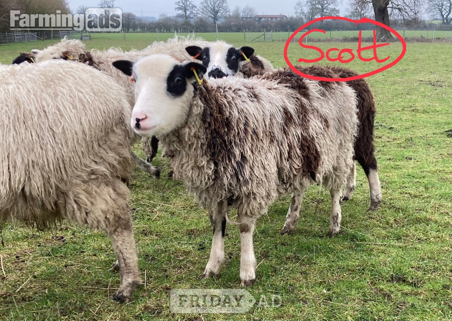 Shetland sheep wethers (castrated rams) for sale  - Livestock