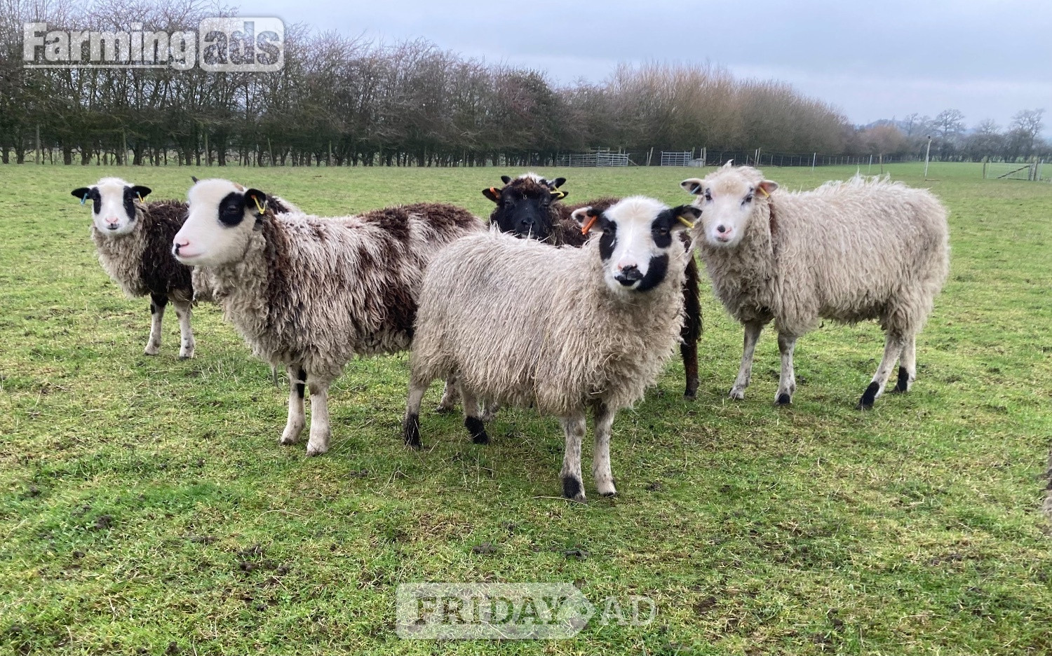 Shetland sheep wethers (castrated rams) for sale  in Leighton Buzzard