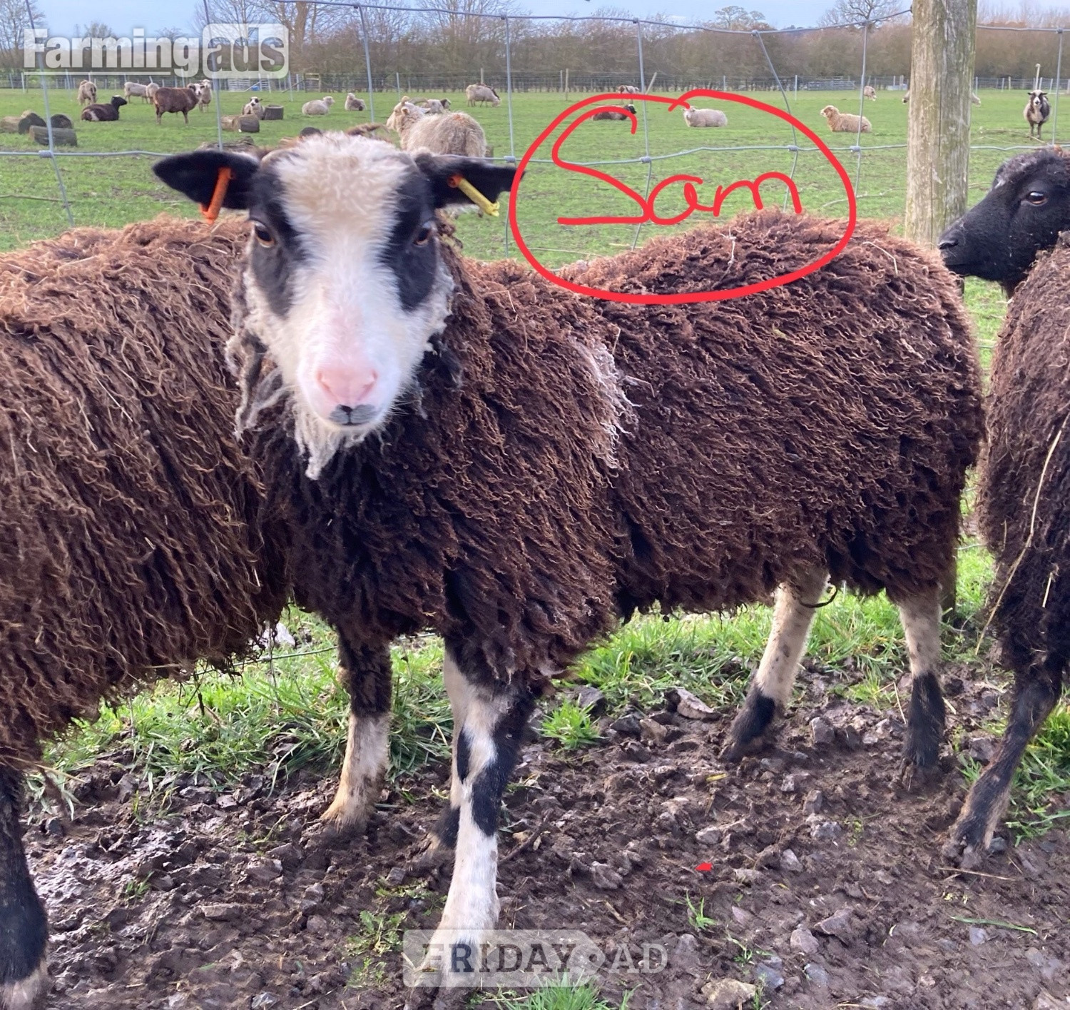 Shetland sheep wethers (castrated rams) for sale  - Livestock in Leighton Buzzard