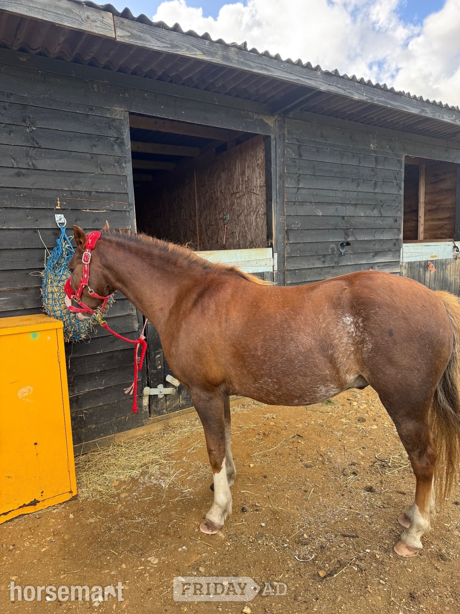 Tostock "Minty " Chestnut Gelding Project Horse