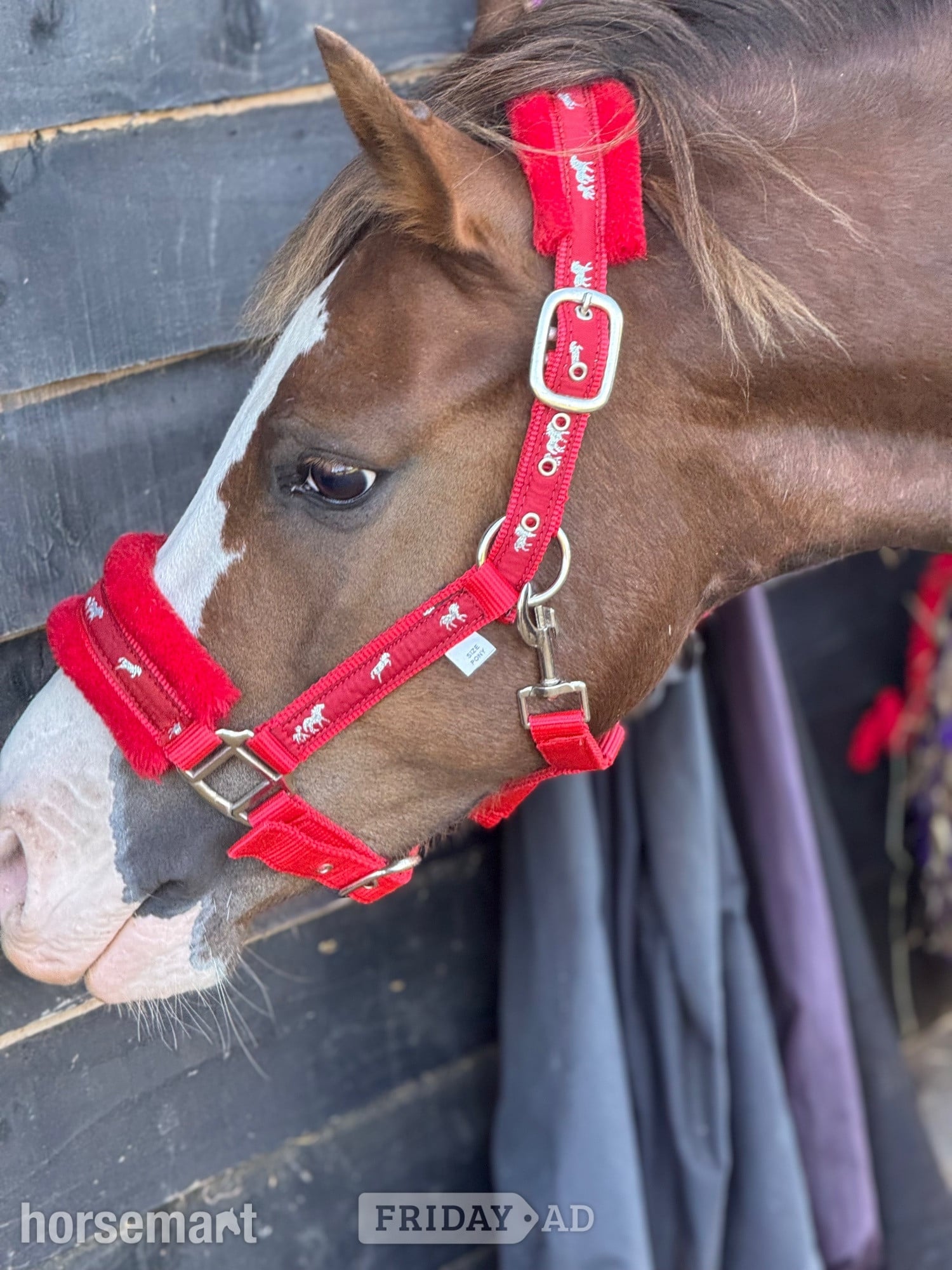 "Minty " Chestnut Gelding Project Horse - Horses in Tostock