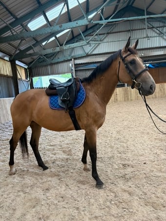 "may" Buckskin Mare Young Sport Horse