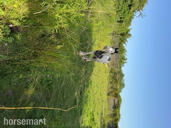 "Rosie" Piebald Mare Project Horse