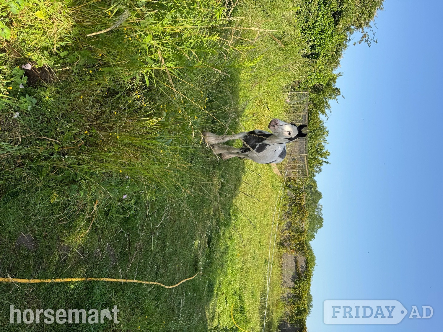 "Rosie" Piebald Mare Project Horse in Washford