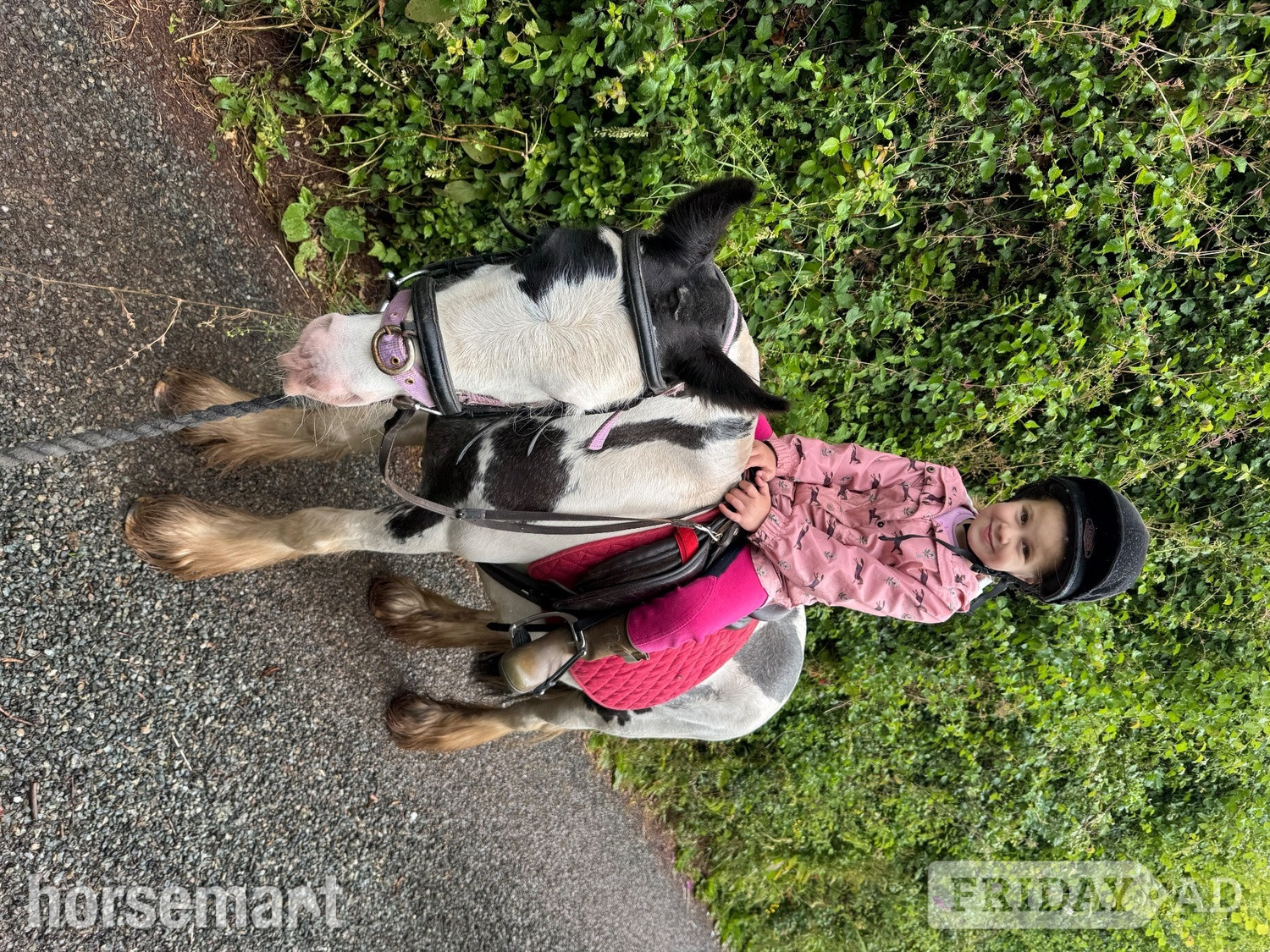 Washford "Rosie" Piebald Mare Project Horse