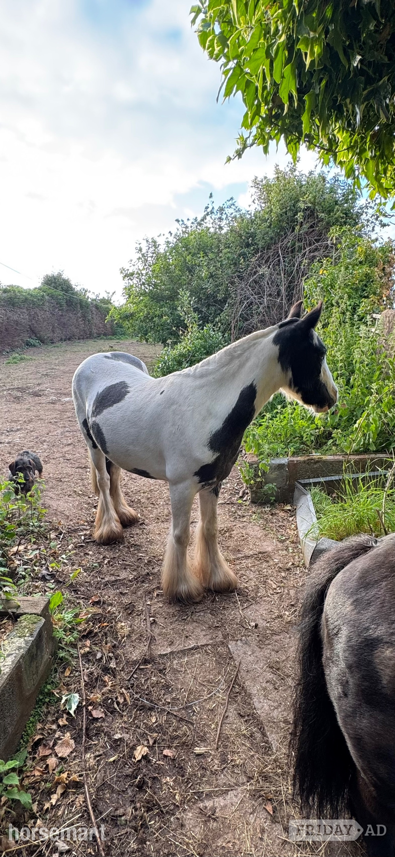 "Rosie" Piebald Mare Project Horse - Horses in Washford