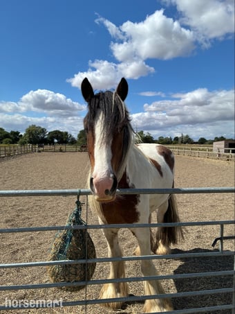 "Charlie" Skewbald Gelding Cob/Heavy Horse