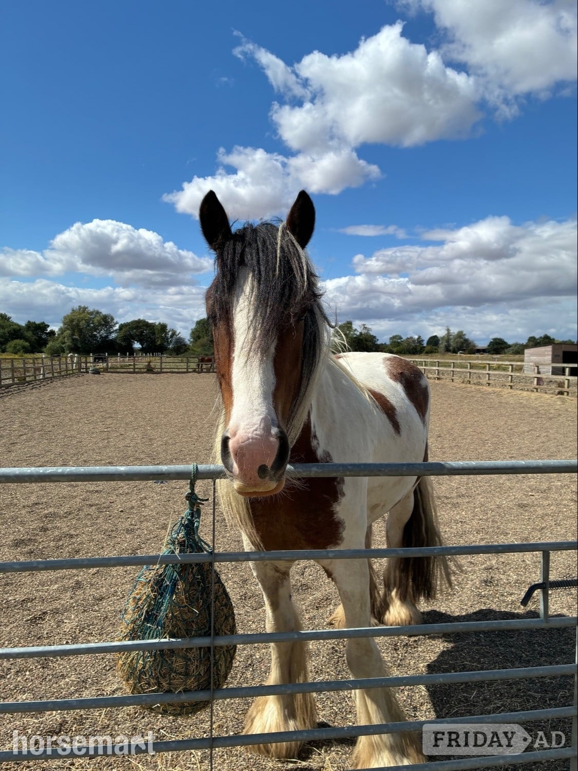 "Charlie" Skewbald Gelding Cob/Heavy Horse in Doncaster