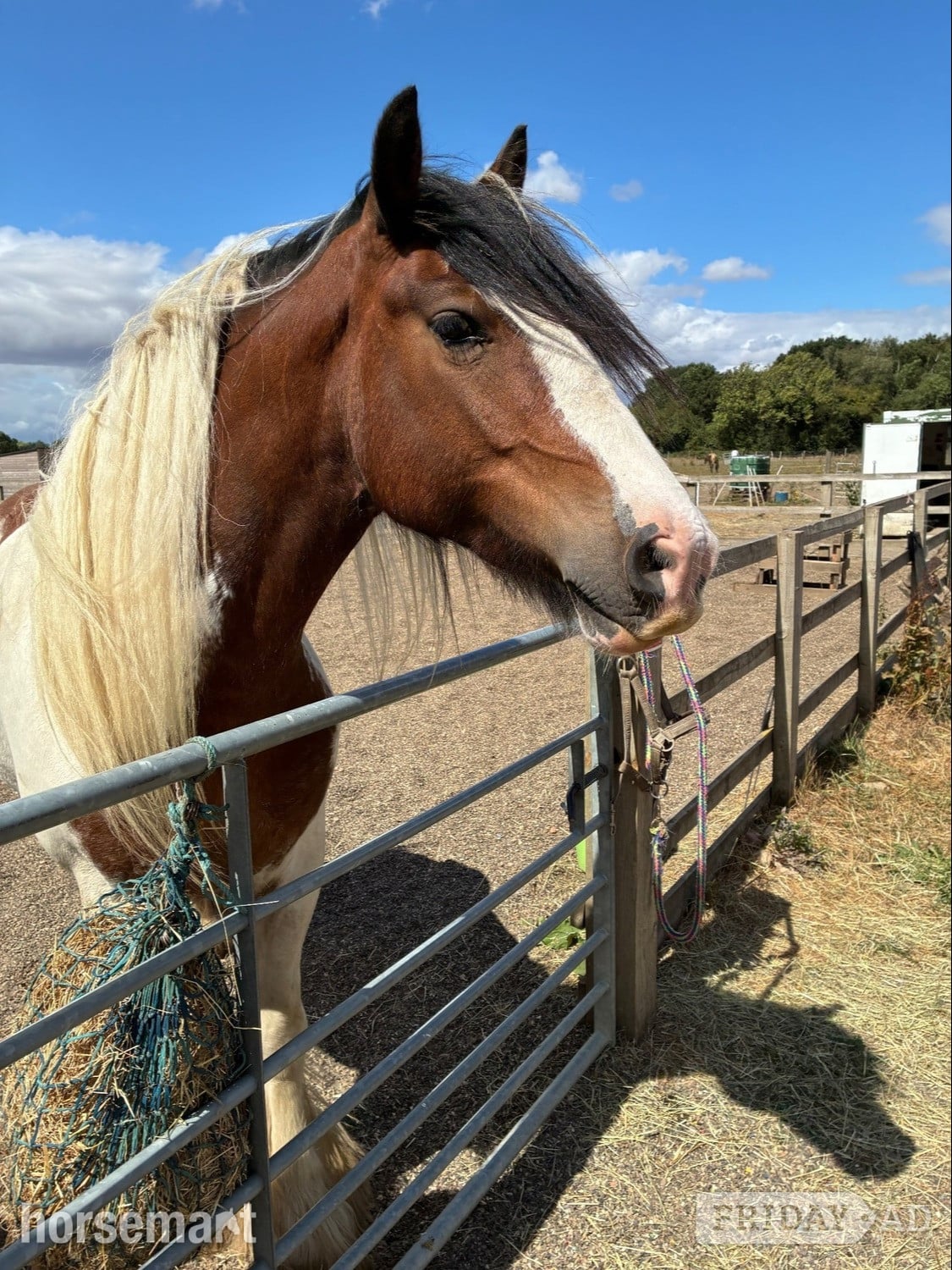 "Charlie" Skewbald Gelding Cob/Heavy Horse