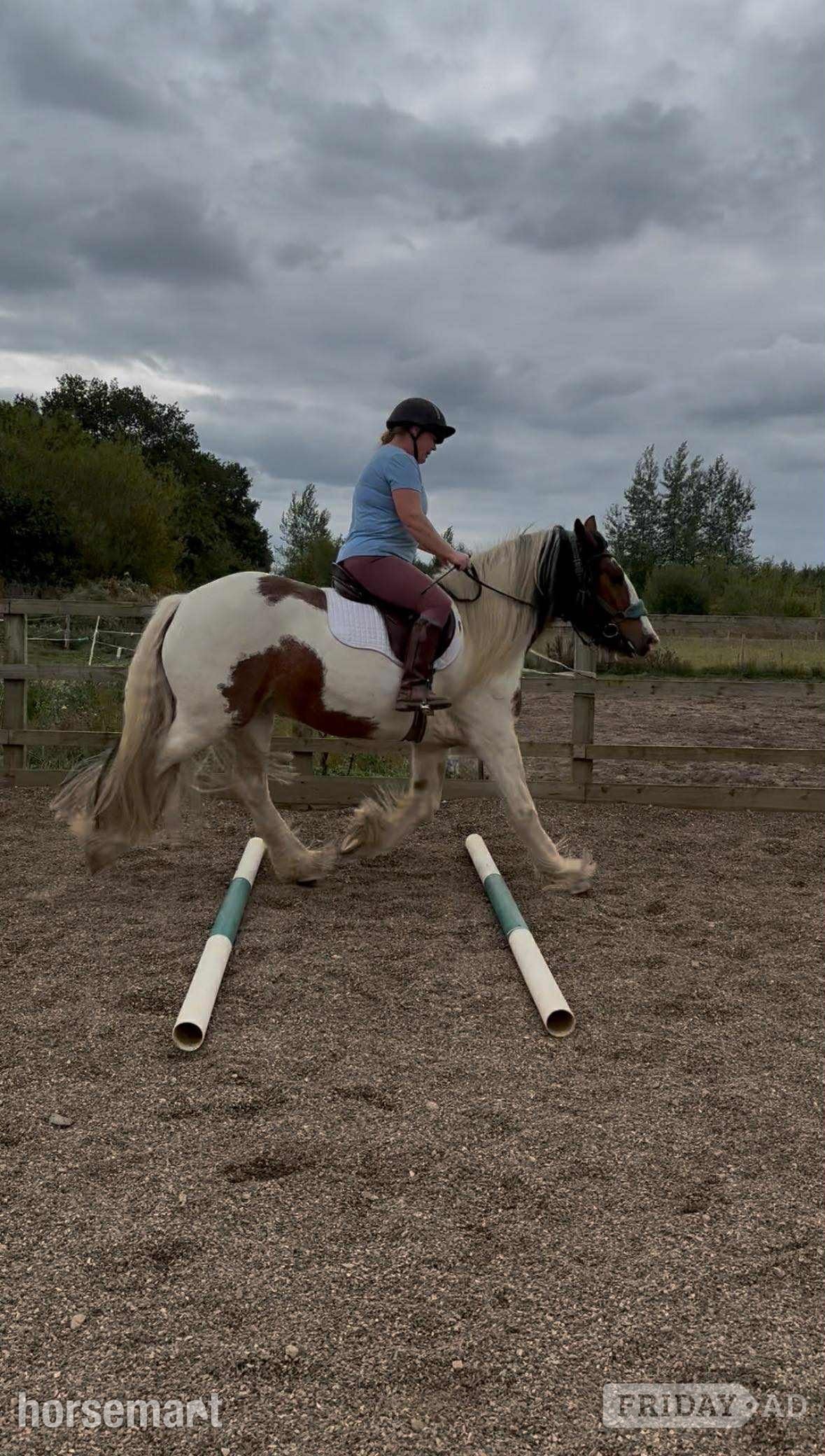 Doncaster "Charlie" Skewbald Gelding Cob/Heavy Horse