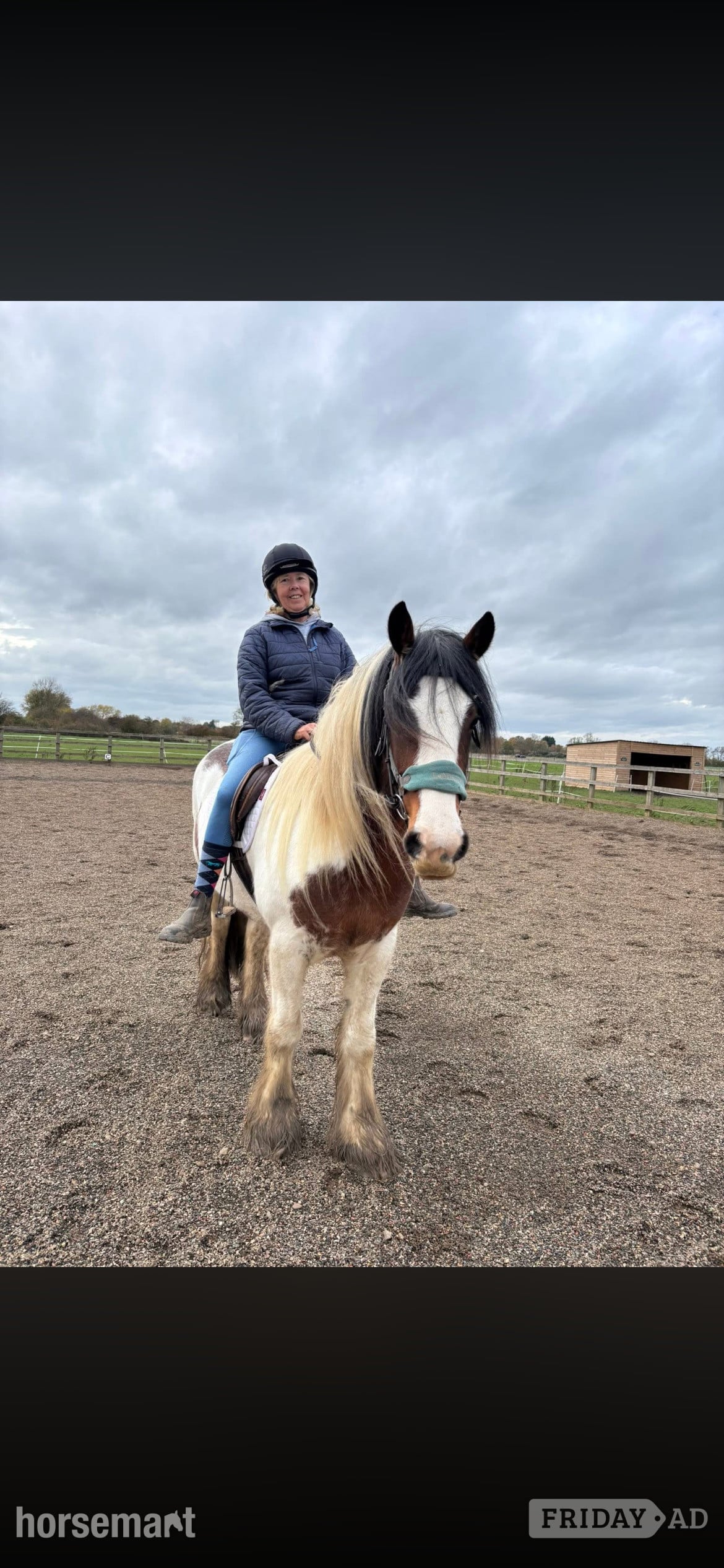 "Charlie" Skewbald Gelding Cob/Heavy Horse - Horses in Doncaster