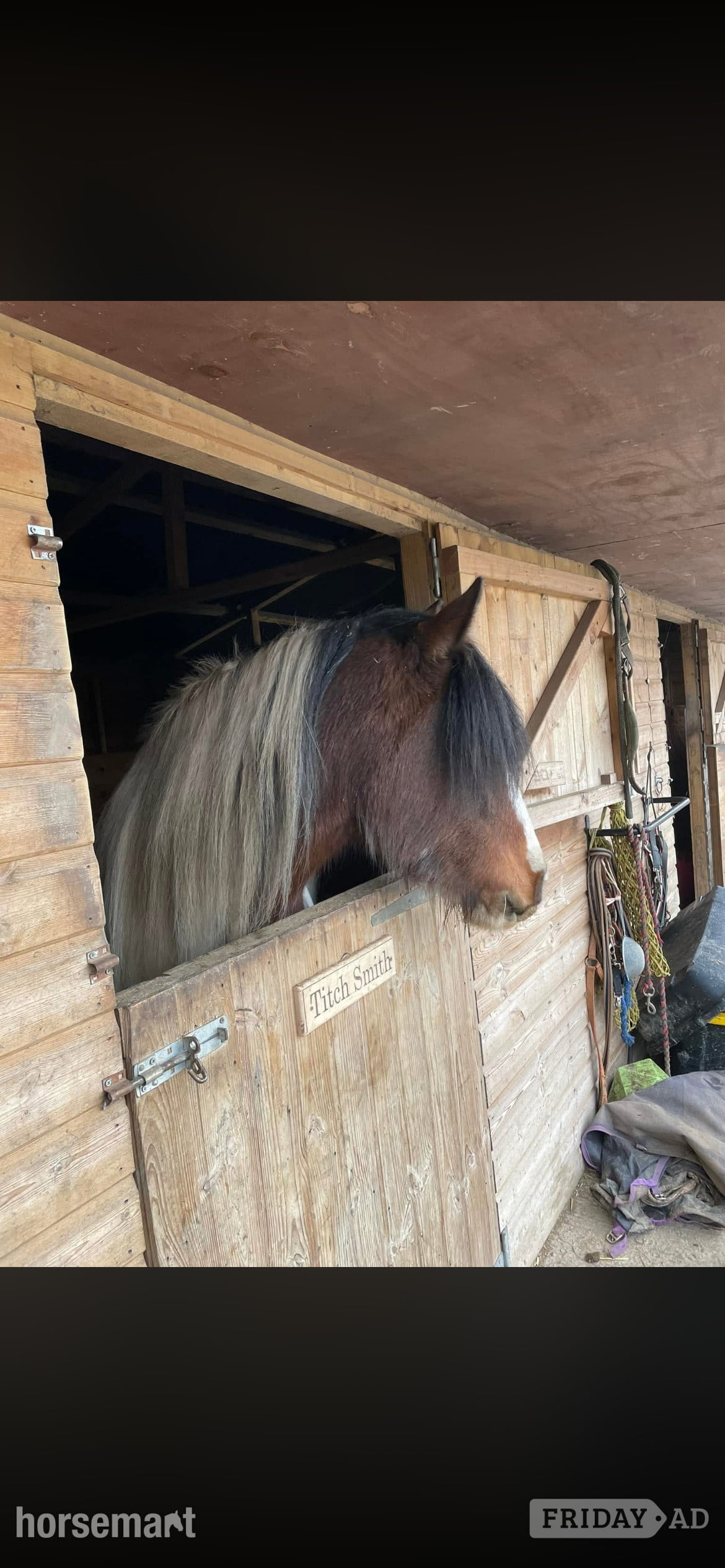 "Charlie" Skewbald Gelding Cob/Heavy Horse - Horses