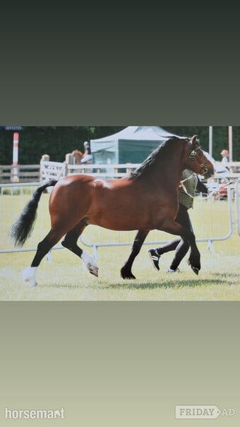 "Monty " Bay Stallion Mountain & Moorland Pony