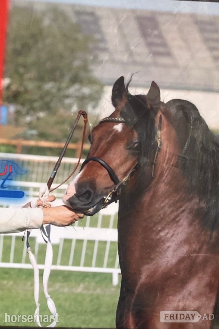 "Monty " Bay Stallion Mountain & Moorland Pony - Horses in Boston
